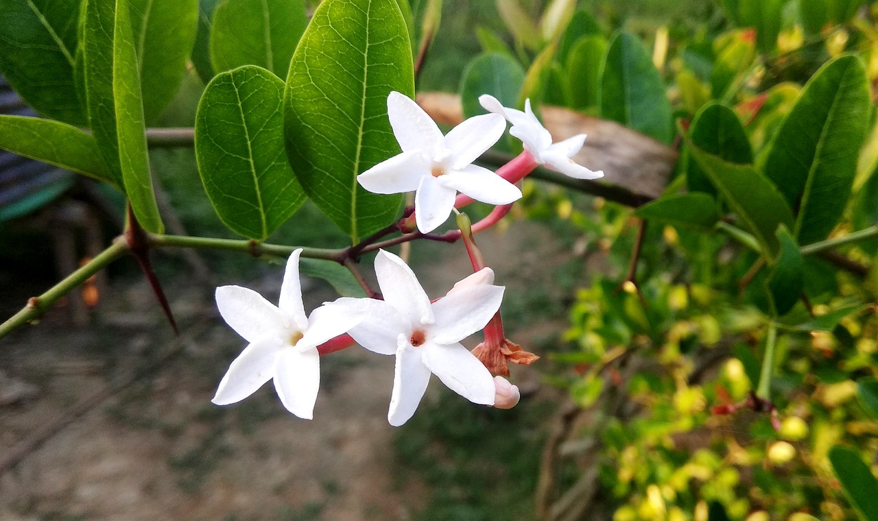 蒙面操人 第25页