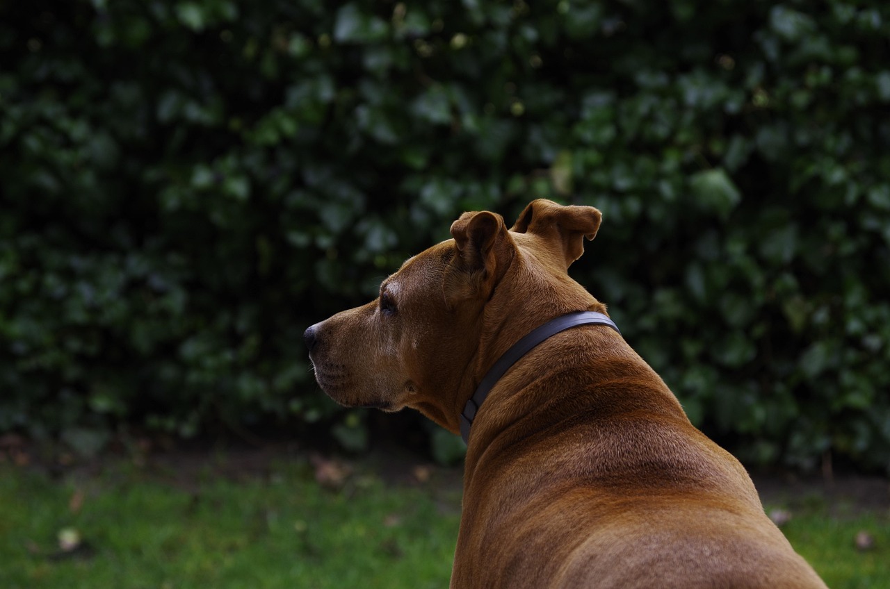 罗威纳犬比赛，力量、智慧与忠诚的巅峰对决或展示